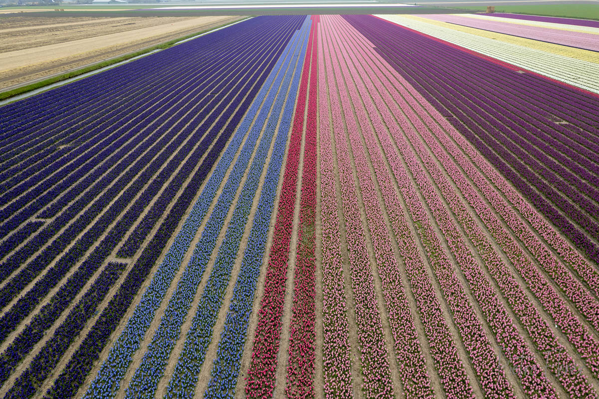 Tulip fields in Netherlands from drone