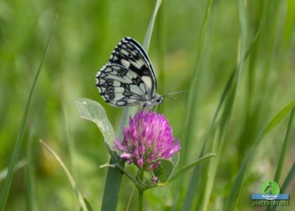 Marbled white