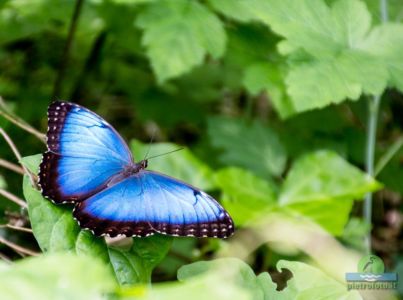 Morpho peleides
