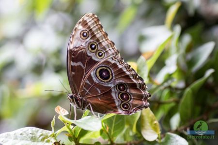 Morpho peleides