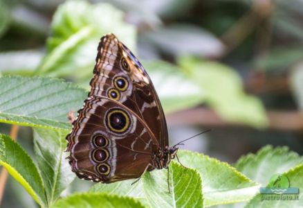 Morpho peleides