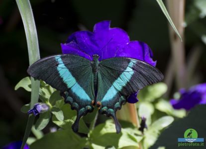 Papilio palinurus