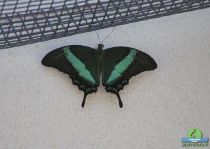 Papilio palinurus