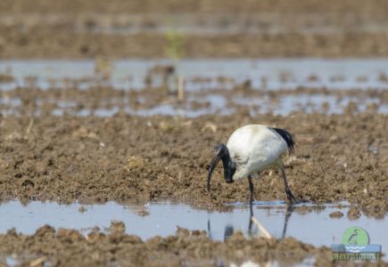 African sacred ibis