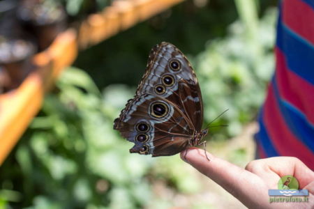 Morpho Peleides