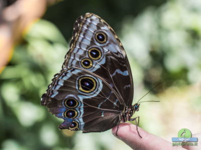 Morpho Peleides