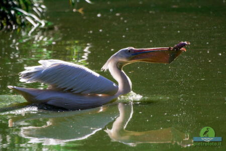 Pelican