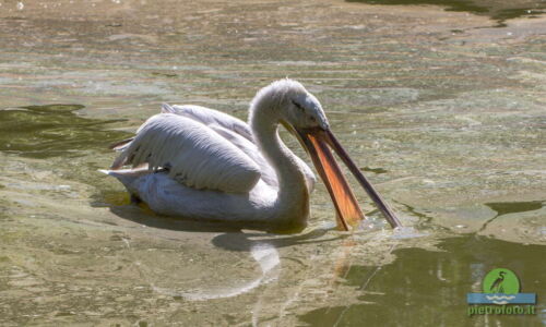 Pelican