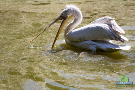 Pelican