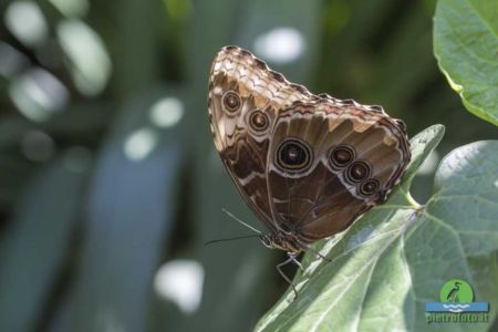 Morpho peleides