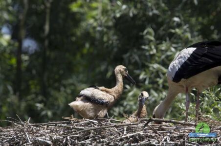 White stork with chicks