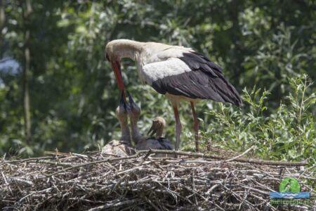 White stork with chicks