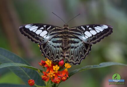 Clipper butterfly - Parthenos sylvia