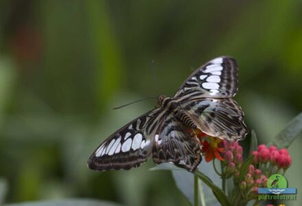 Clipper butterfly - Parthenos sylvia