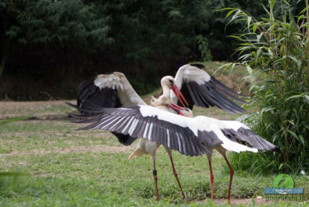 White stork