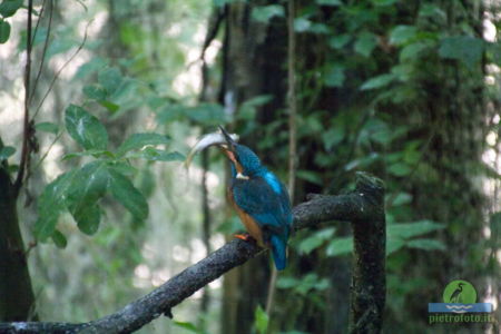 Kingfisher