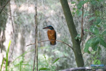 Kingfisher