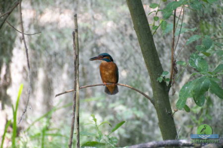 Kingfisher