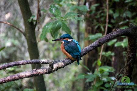 Kingfisher