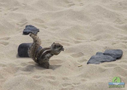 Barbary ground squirrel