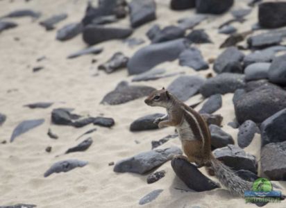 Barbary ground squirrel