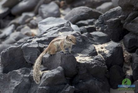 Barbary ground squirrel