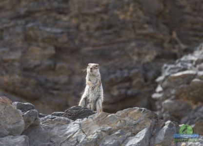 Barbary ground squirrel