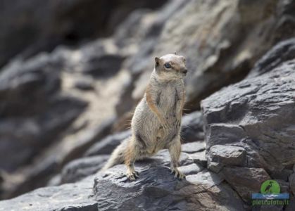 Barbary ground squirrel