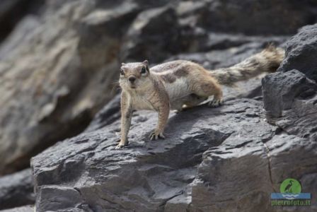 Barbary ground squirrel