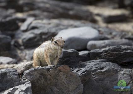 Barbary ground squirrel