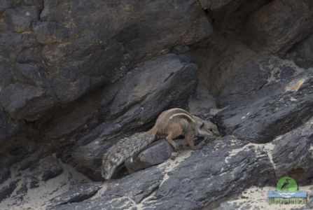 Barbary ground squirrel