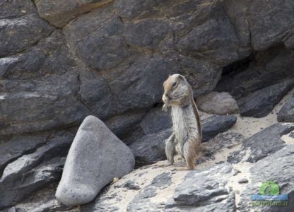 Barbary ground squirrel