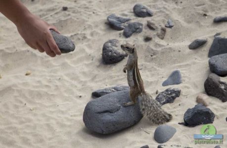 Barbary ground squirrel