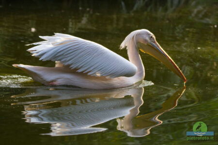 Pelican