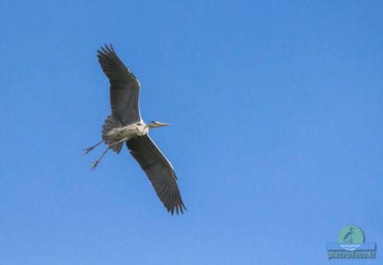 Airone cenerino