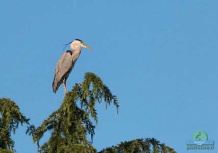 Airone cenerino