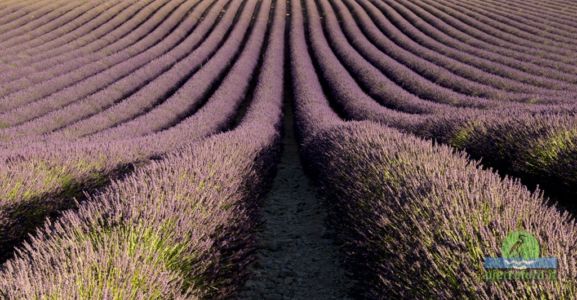 Lavender fields in Provence