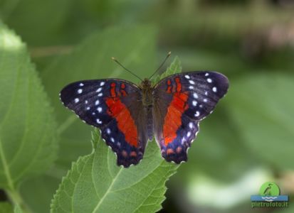 Brown peacock