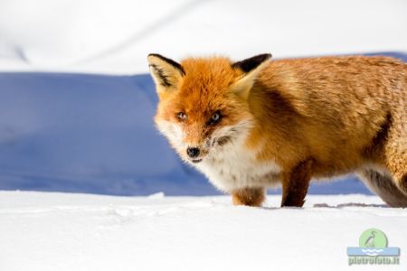 Red fox