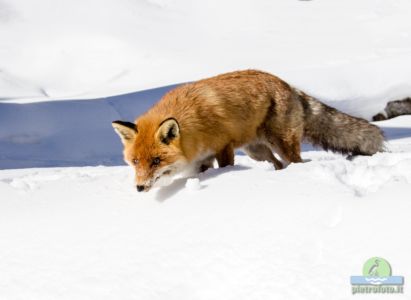 Red fox