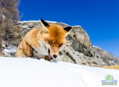 Red fox