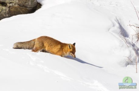 Red fox