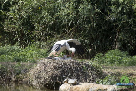 White stork