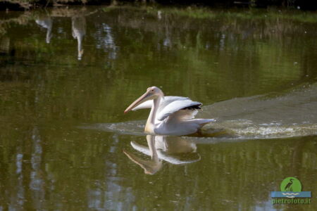 Pelican