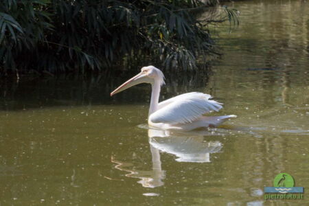 Pelican