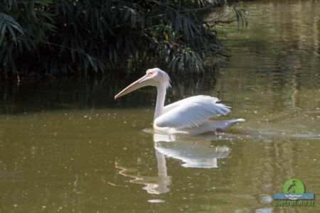 Pelican