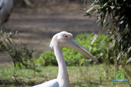 Pelican