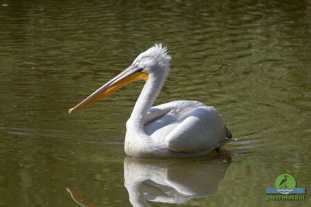 Pelican