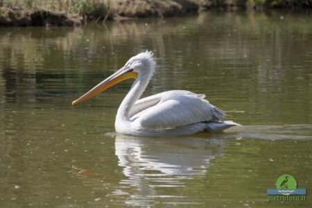 Pelican