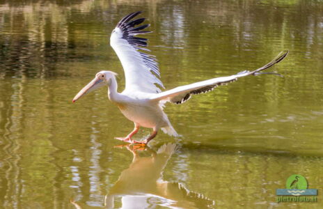 Pelican